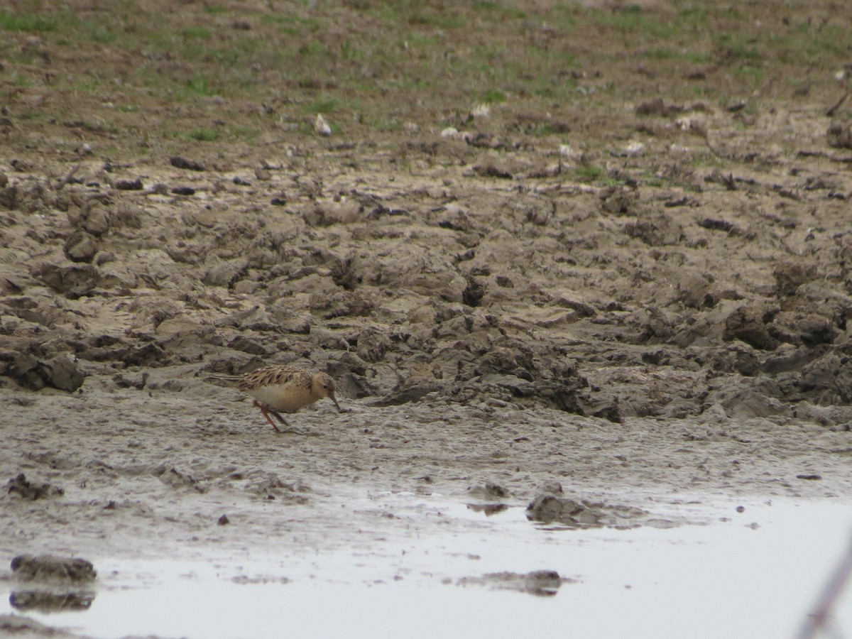 Buff-breasted Sandpiper - ML636122853