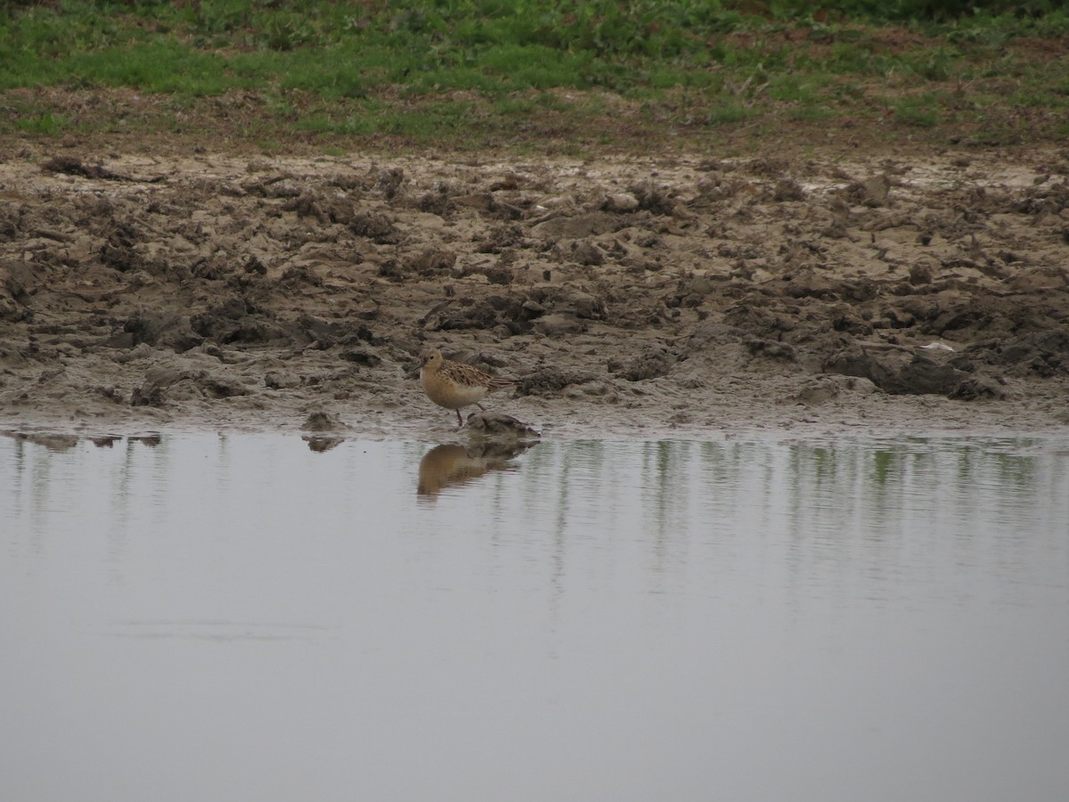 Buff-breasted Sandpiper - ML636122854
