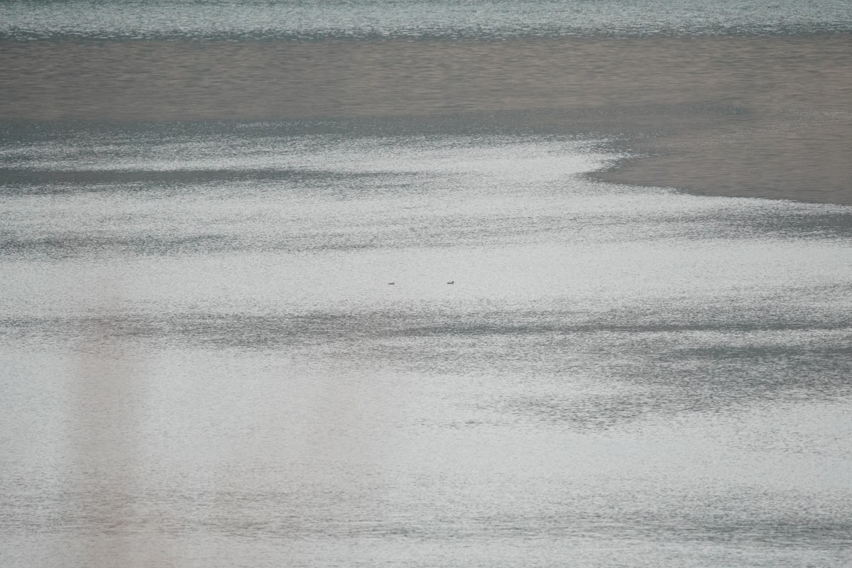 Green-winged Teal - ML636122862