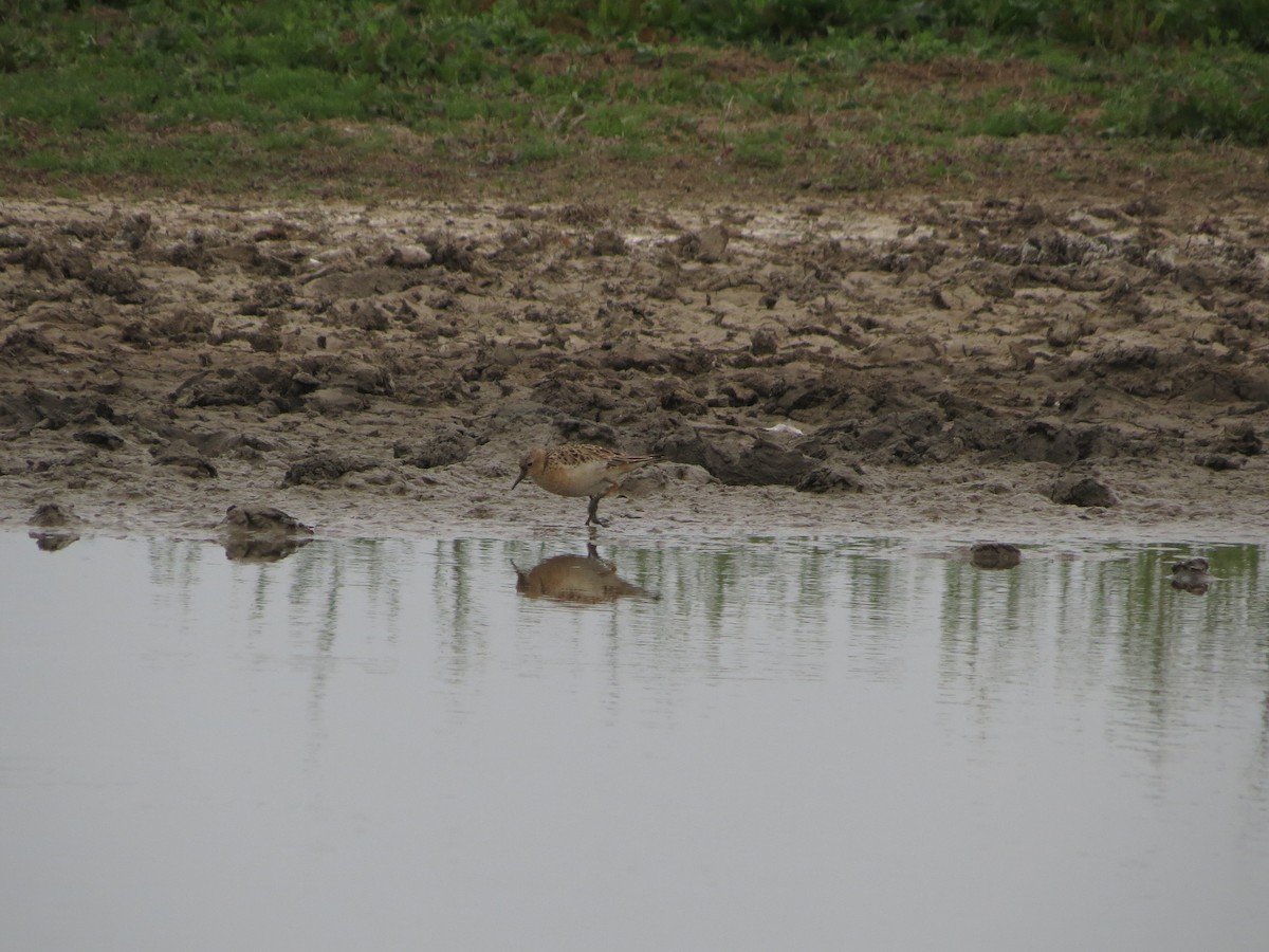 Buff-breasted Sandpiper - ML636122864