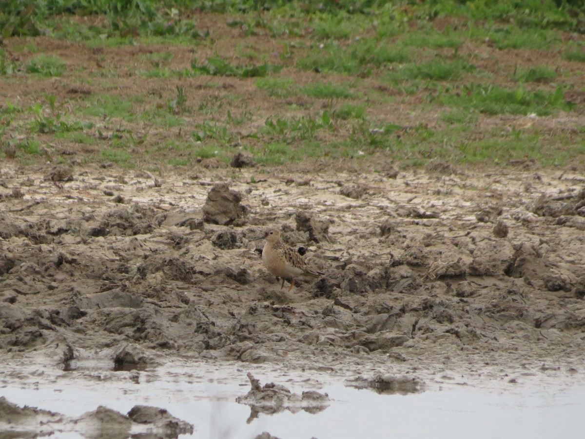 Buff-breasted Sandpiper - ML636122865