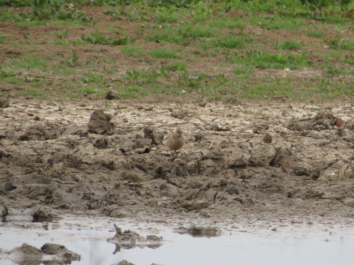 Buff-breasted Sandpiper - ML636122866