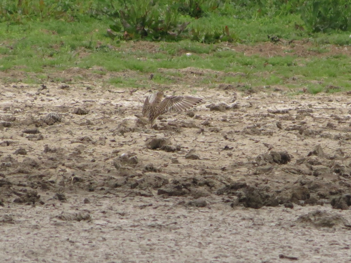 Buff-breasted Sandpiper - ML636122867