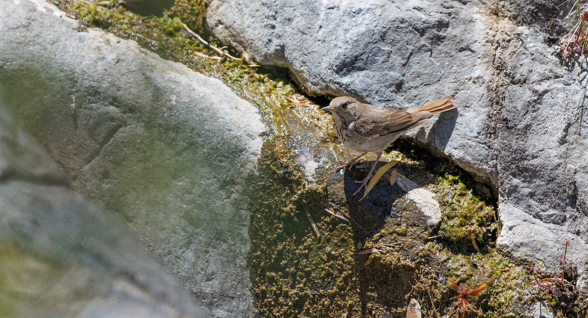 Hermit Thrush - ML636122872