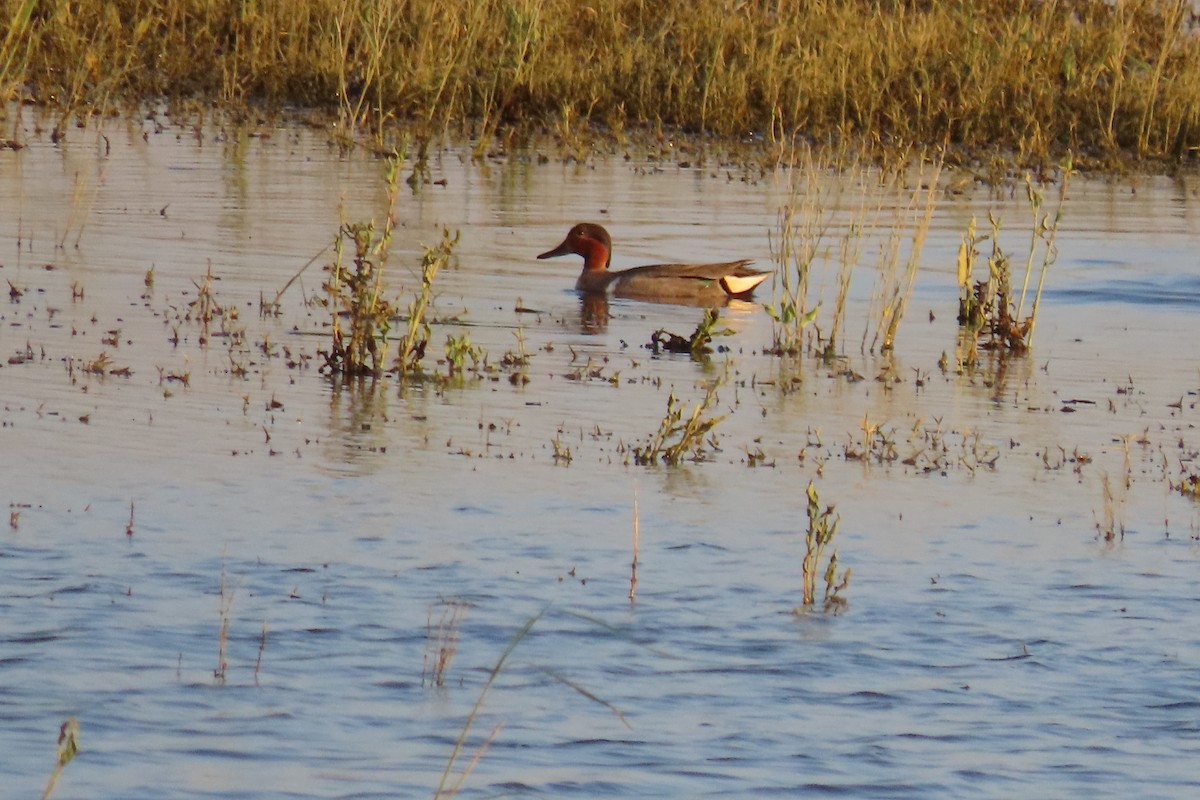 Green-winged Teal - ML636122958