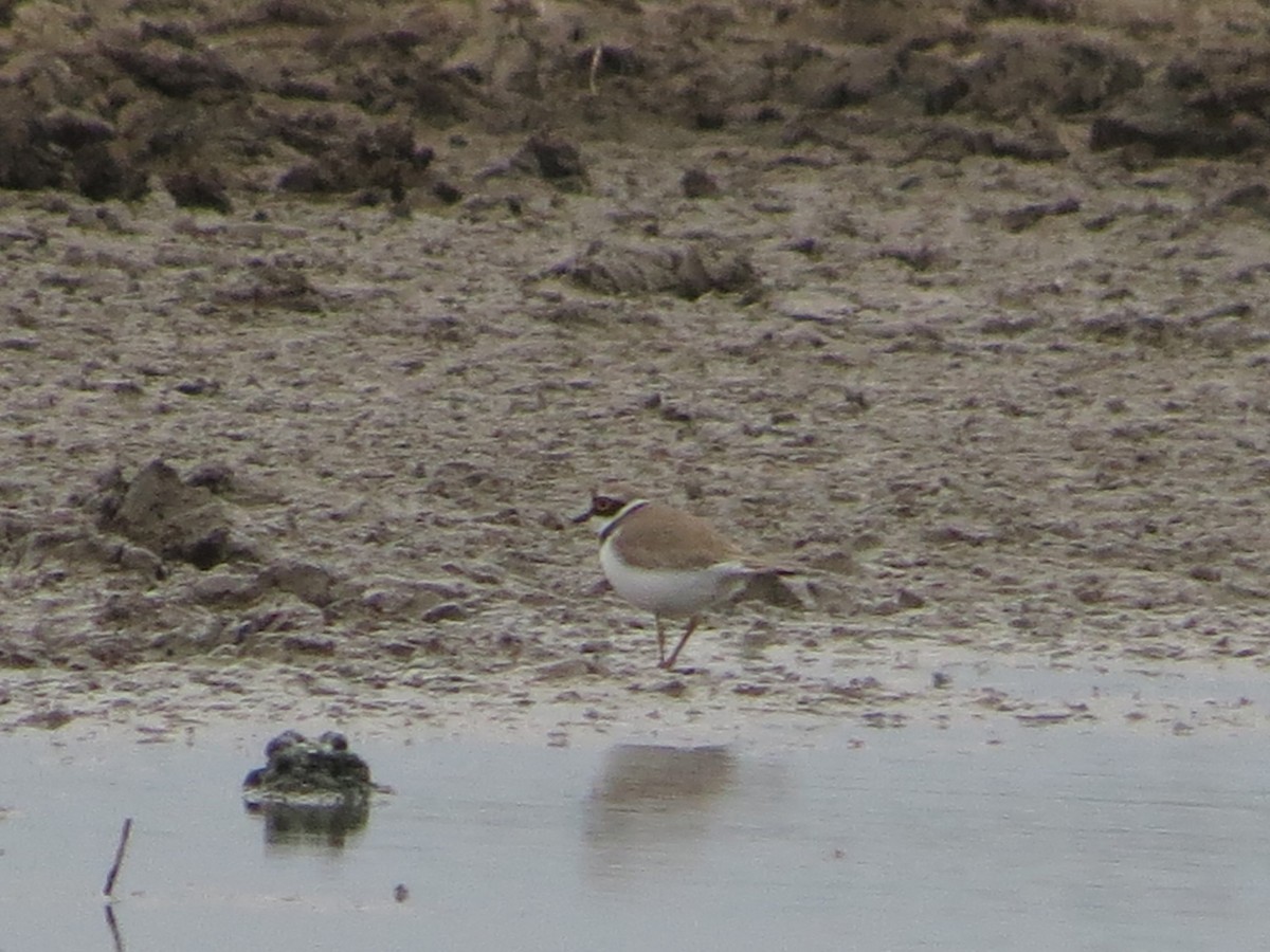 Little Ringed Plover - ML636123073