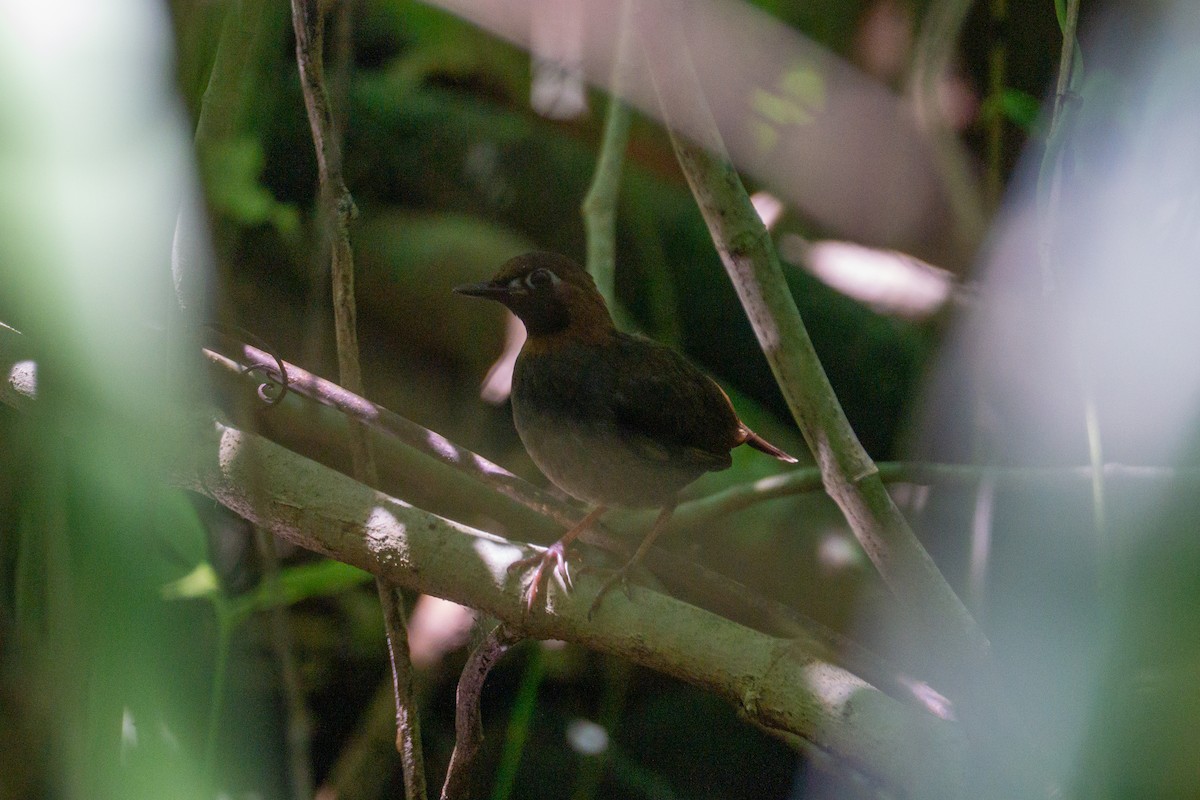 Mayan Antthrush - ML636123080