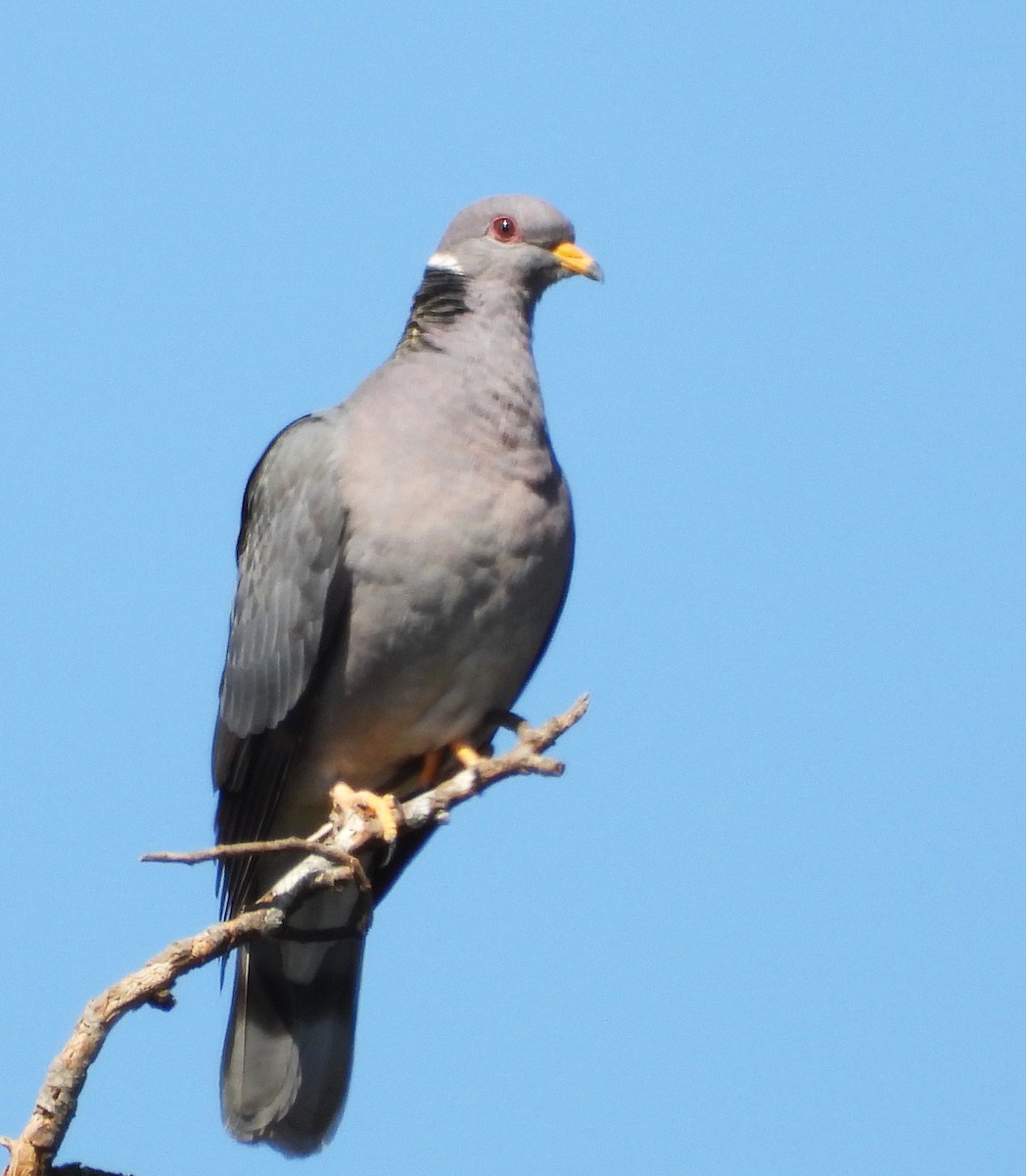 Bandtaube - ML636123107