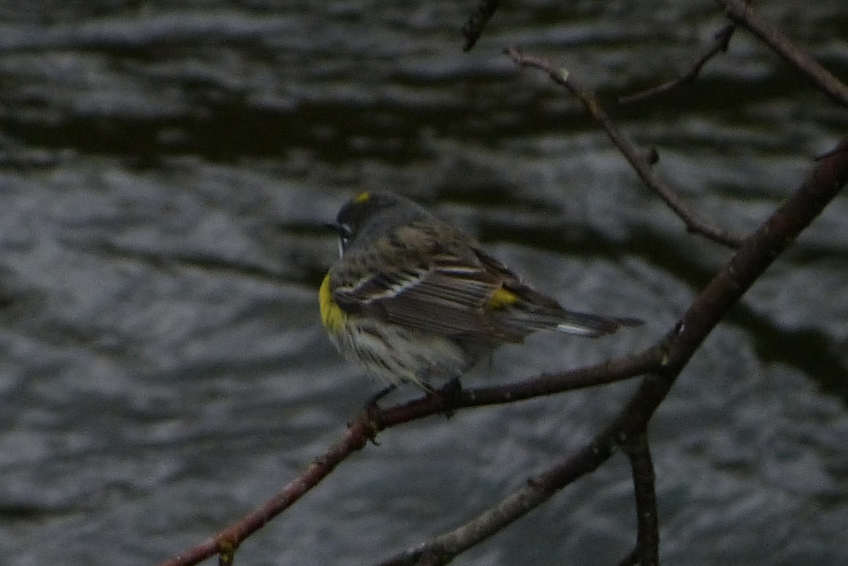 סבכון הכתר - ML636123339