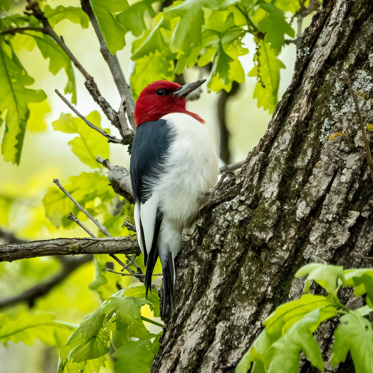 Pic à tête rouge - ML636123467