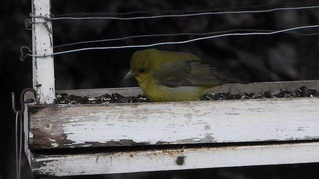 Scarlet Tanager - ML636123497