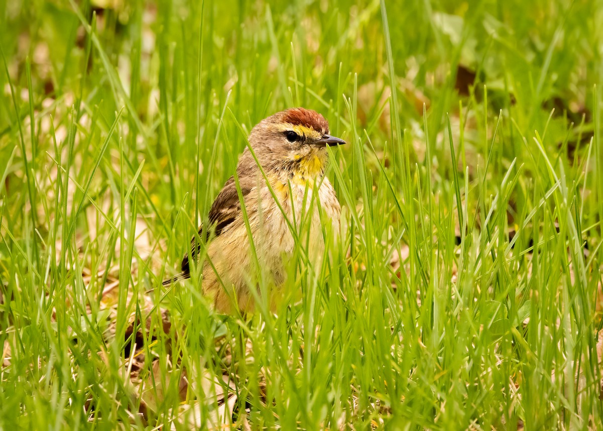 Paruline à couronne rousse - ML636123518