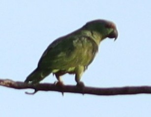 Festive Amazon - ML636123527