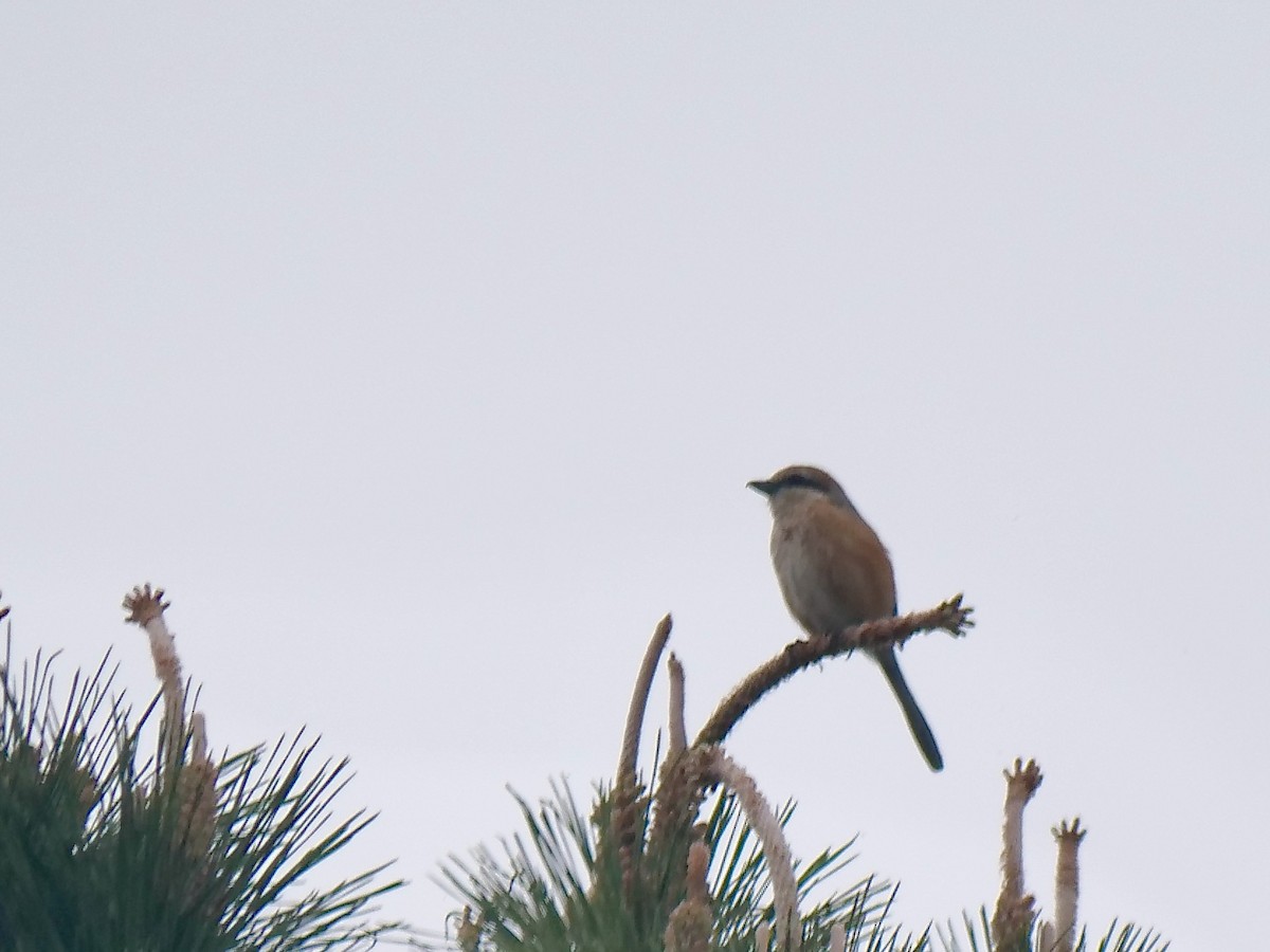 Bull-headed Shrike - ML636123535