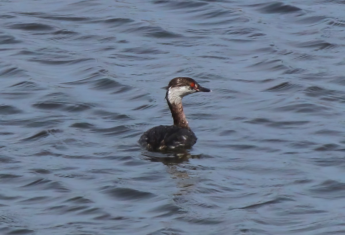 Horned Grebe - ML636123564