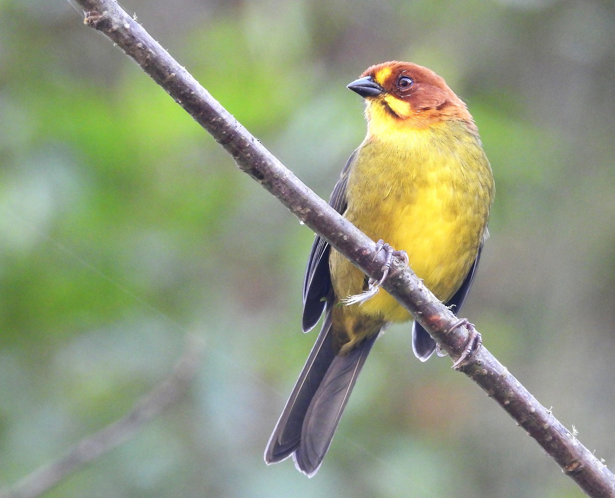 Fulvous-headed Brushfinch - ML636123565