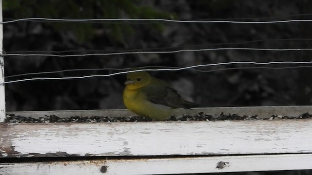 Scarlet Tanager - ML636123568
