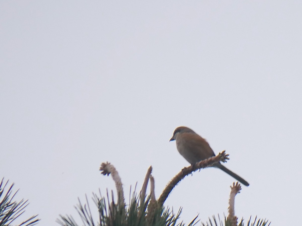 Bull-headed Shrike - ML636123571
