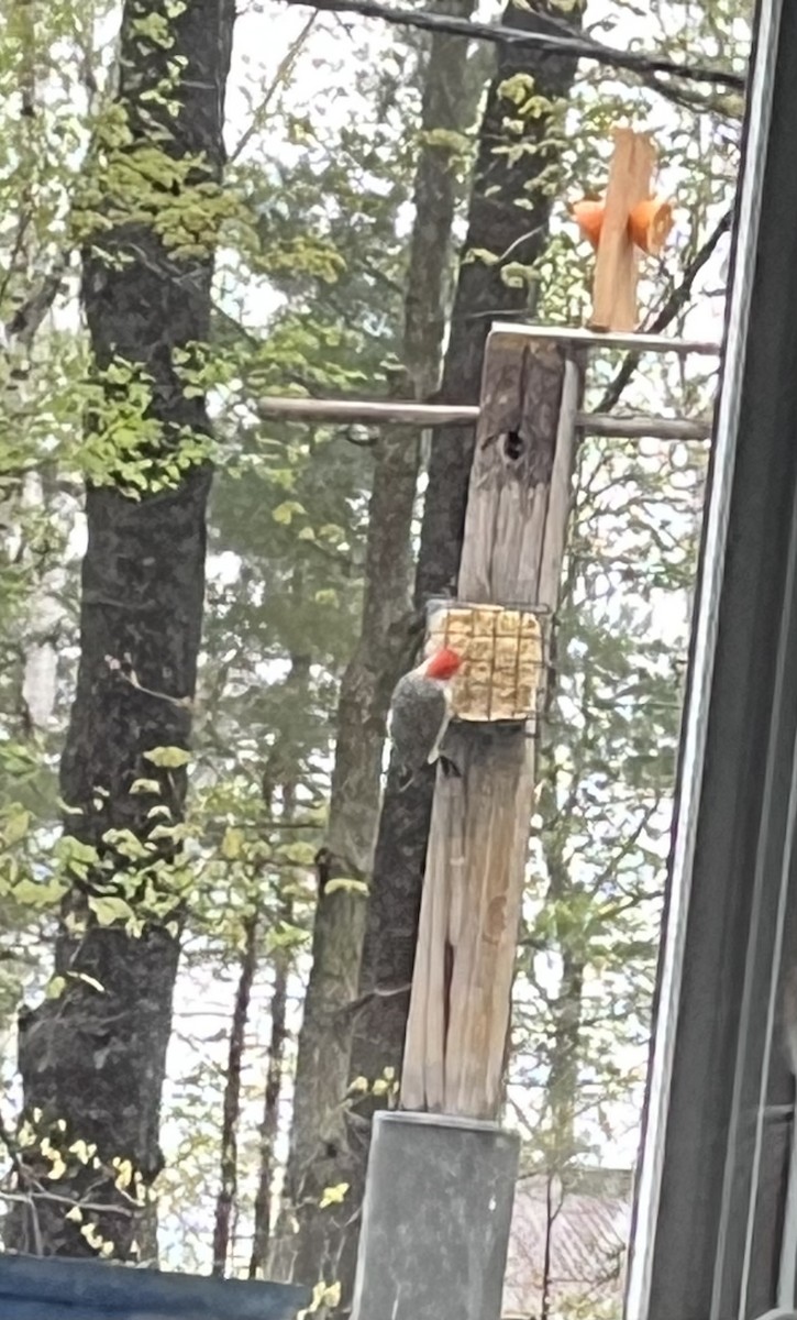 Red-bellied Woodpecker - ML636123599