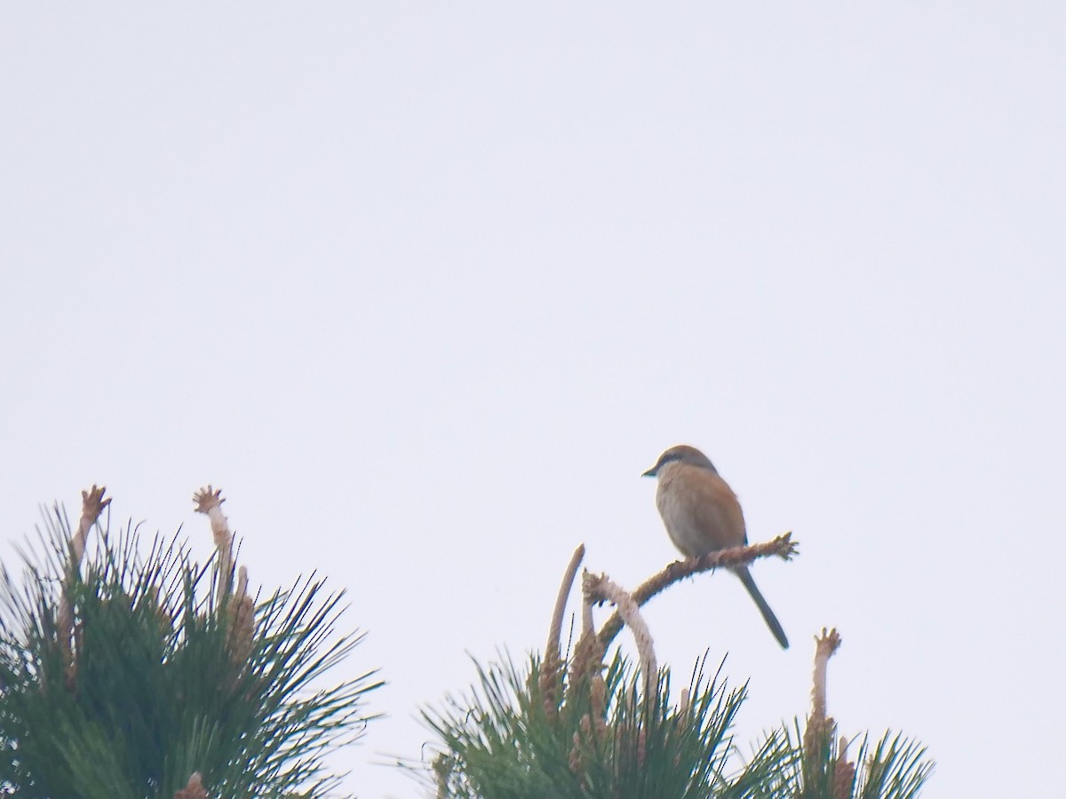 Bull-headed Shrike - ML636123624