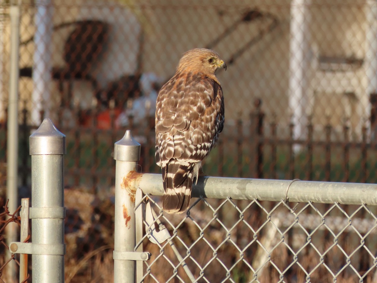 Red-shouldered Hawk (elegans) - ML636123742