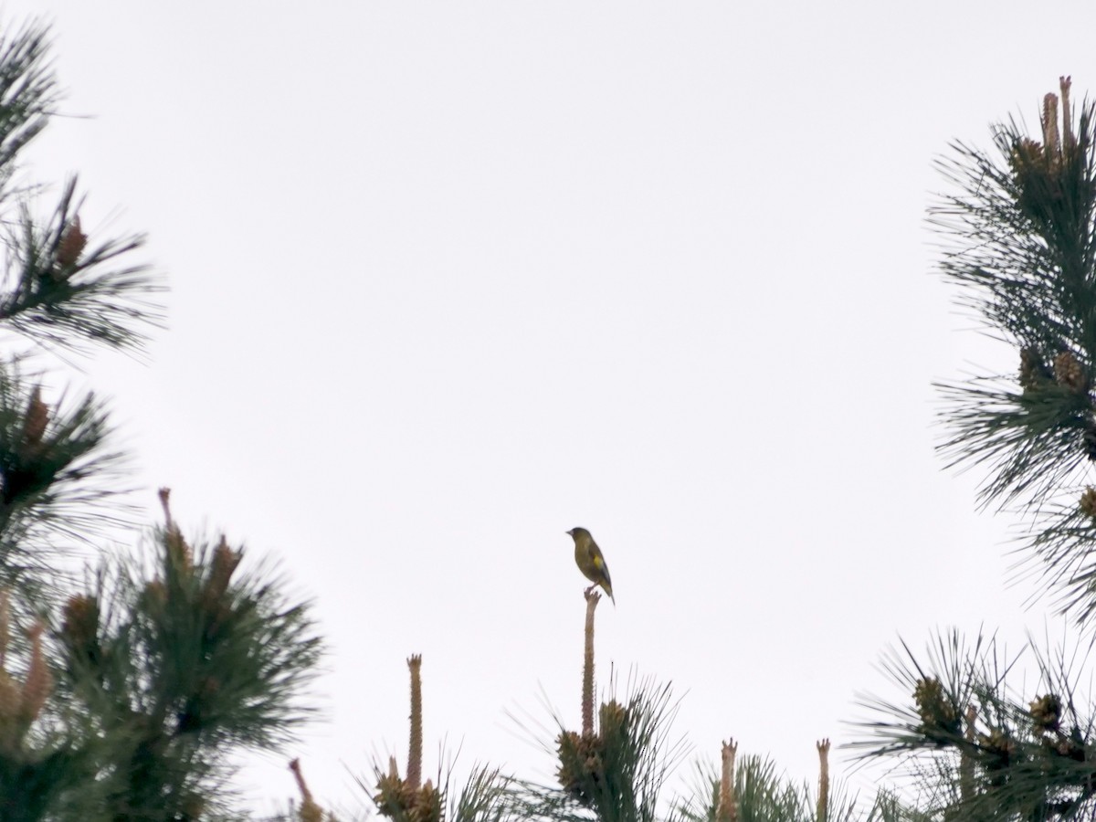 Oriental Greenfinch - ML636123786
