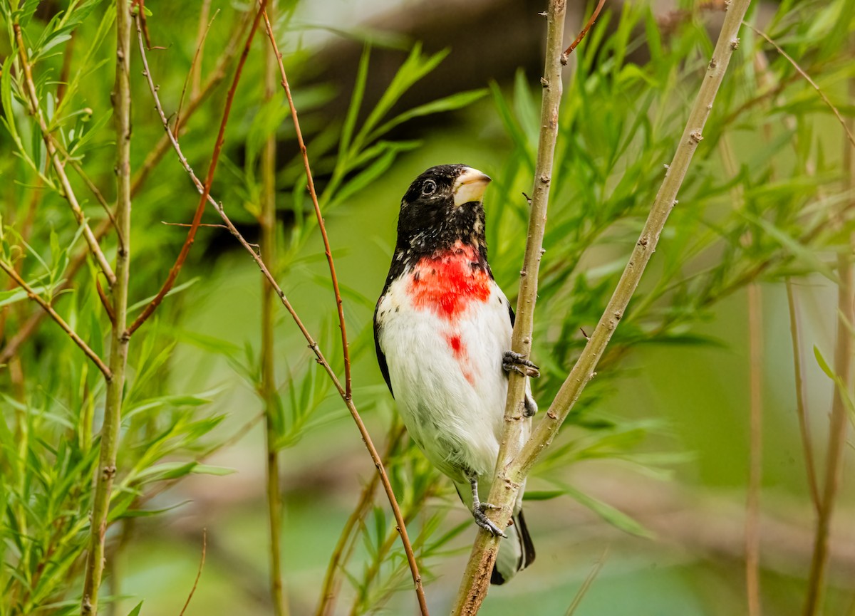 Rose-breasted Grosbeak - ML636123811