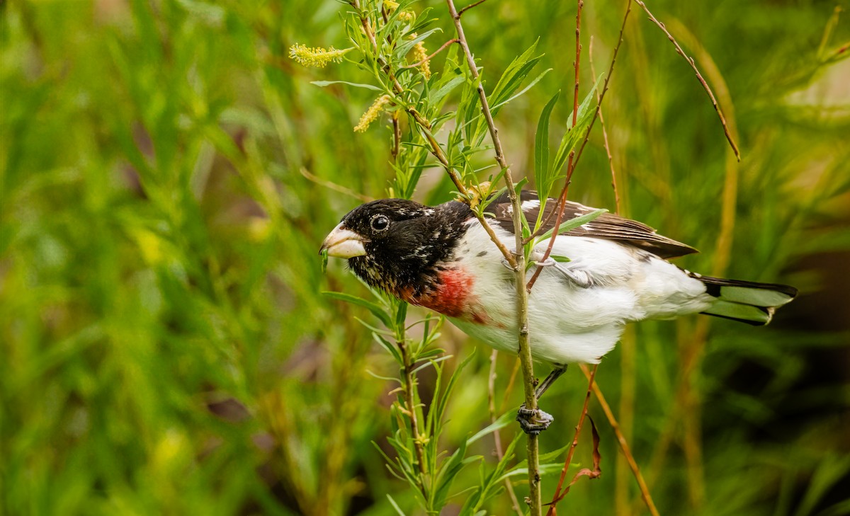 Rose-breasted Grosbeak - ML636123812