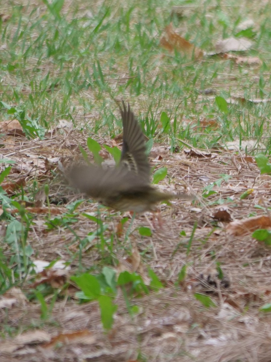 Olive-backed Pipit - ML636123840