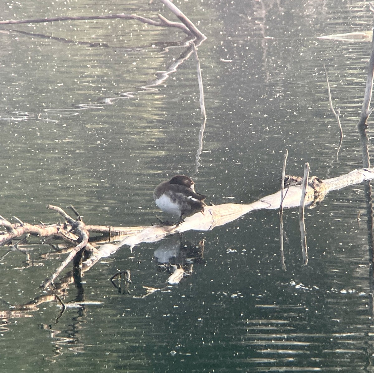 斑背潛鴨 - ML636123843