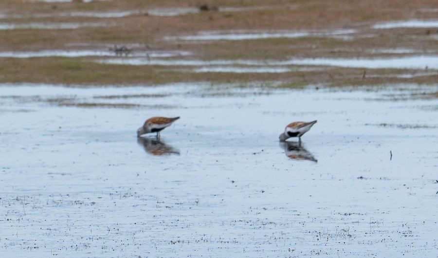 Dunlin - Bert Filemyr