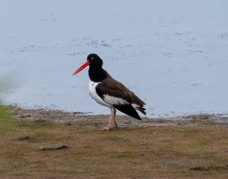 American Oystercatcher - Bert Filemyr
