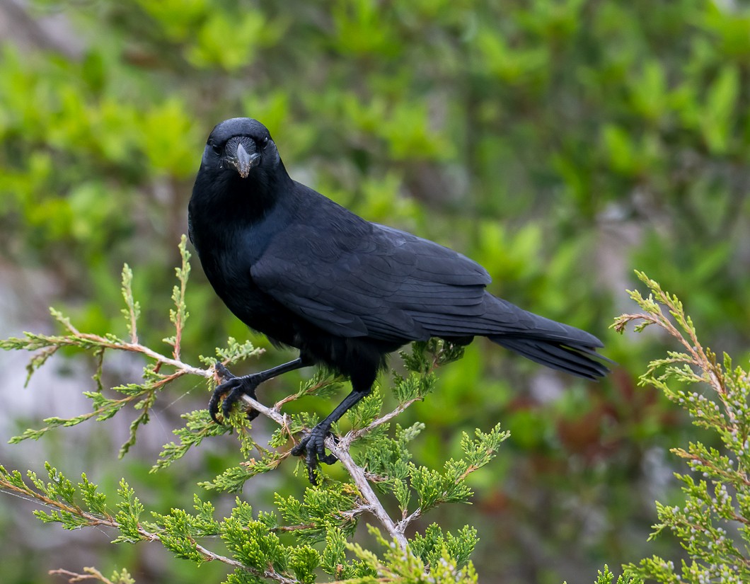 crow sp. - ML636123915