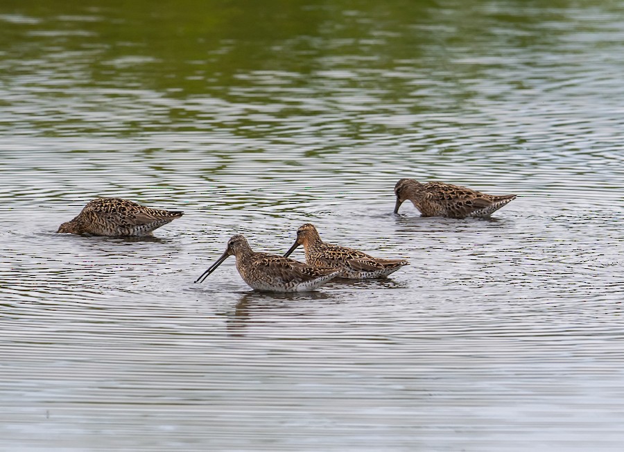 Short-billed Dowitcher - Bert Filemyr