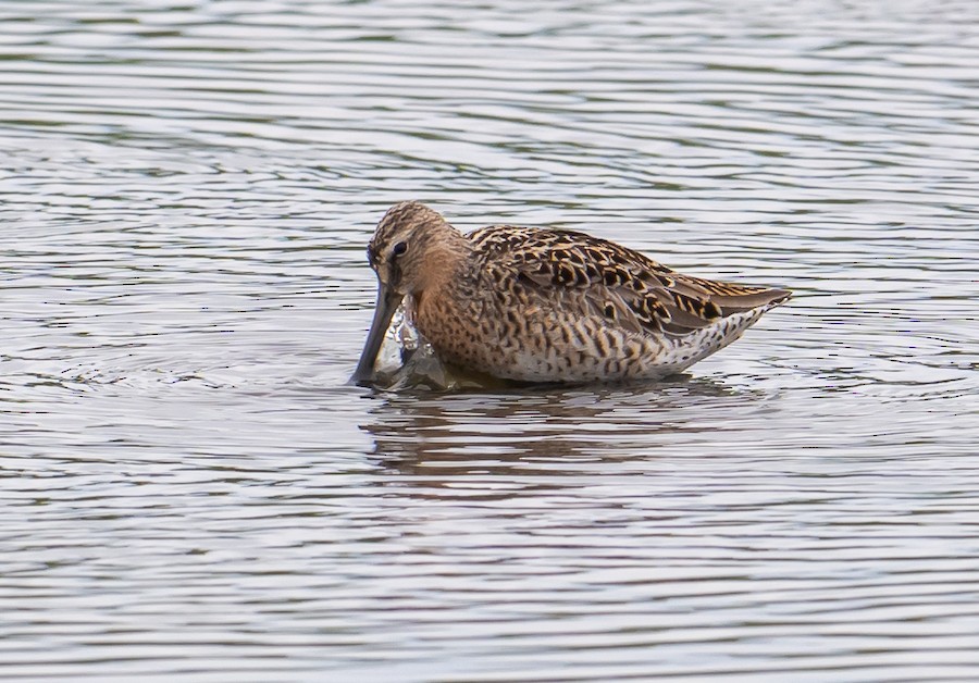 Short-billed Dowitcher - Bert Filemyr