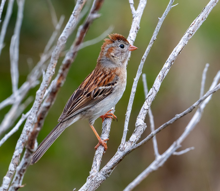 Field Sparrow - Bert Filemyr