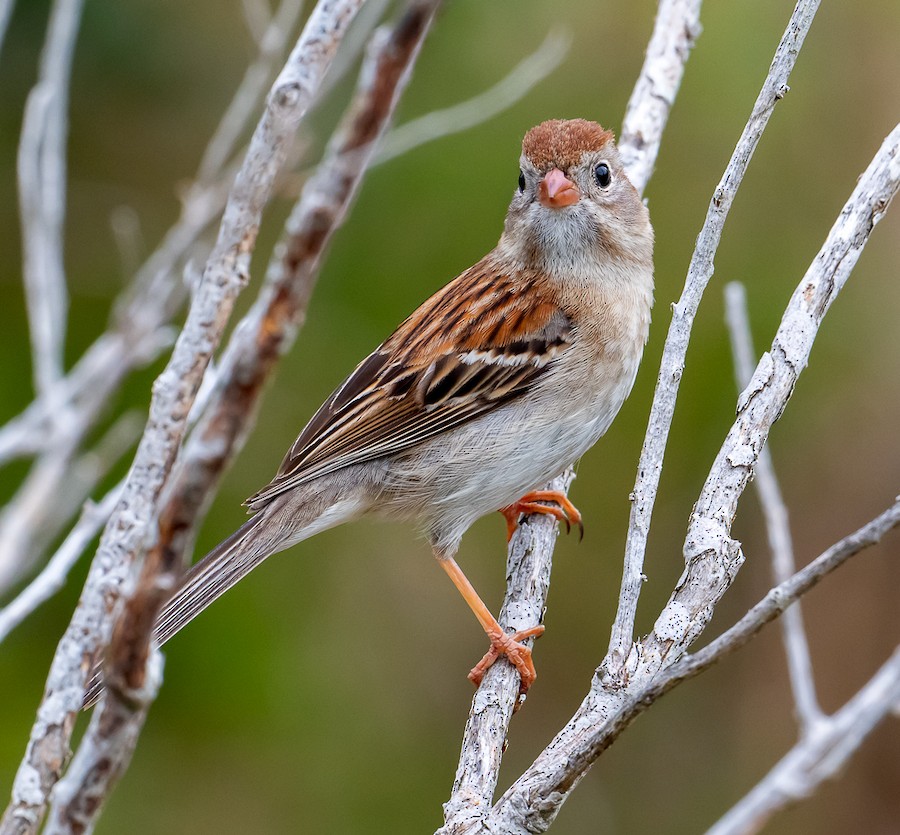 Field Sparrow - Bert Filemyr