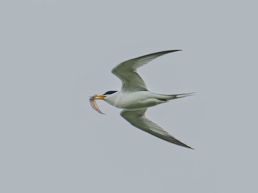Least Tern - Bert Filemyr