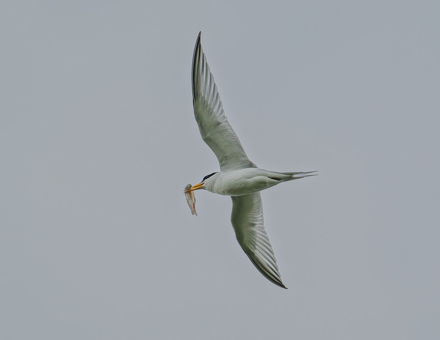 Least Tern - Bert Filemyr