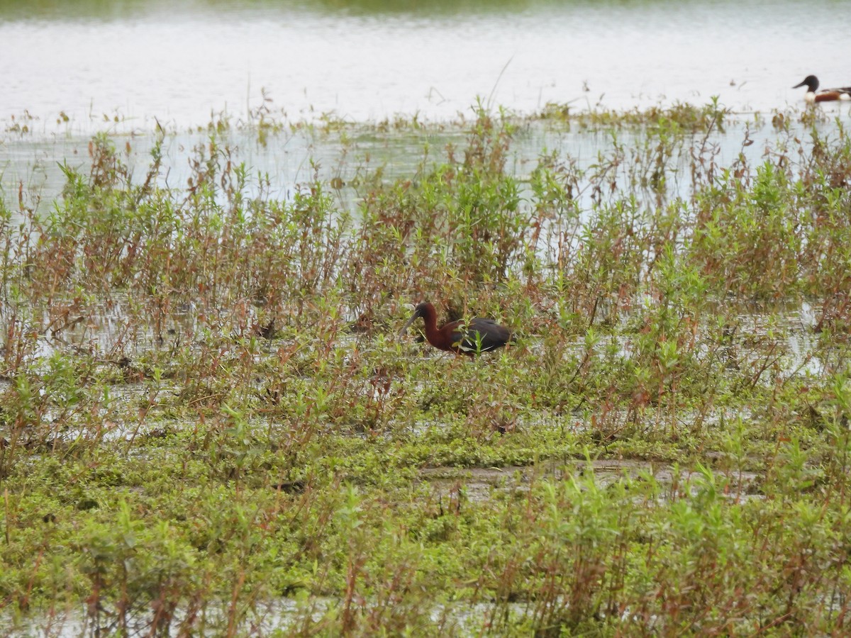 Glossy Ibis - Ann Branch