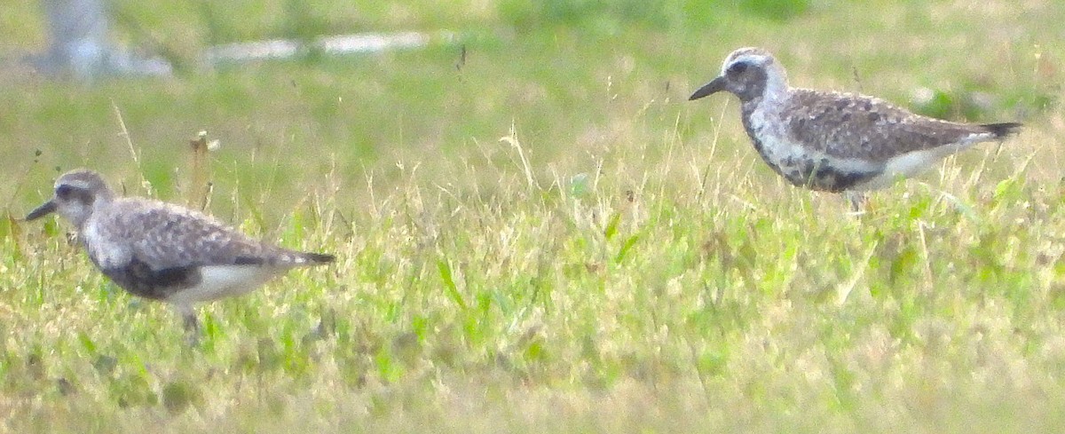 Black-bellied Plover - ML636124005