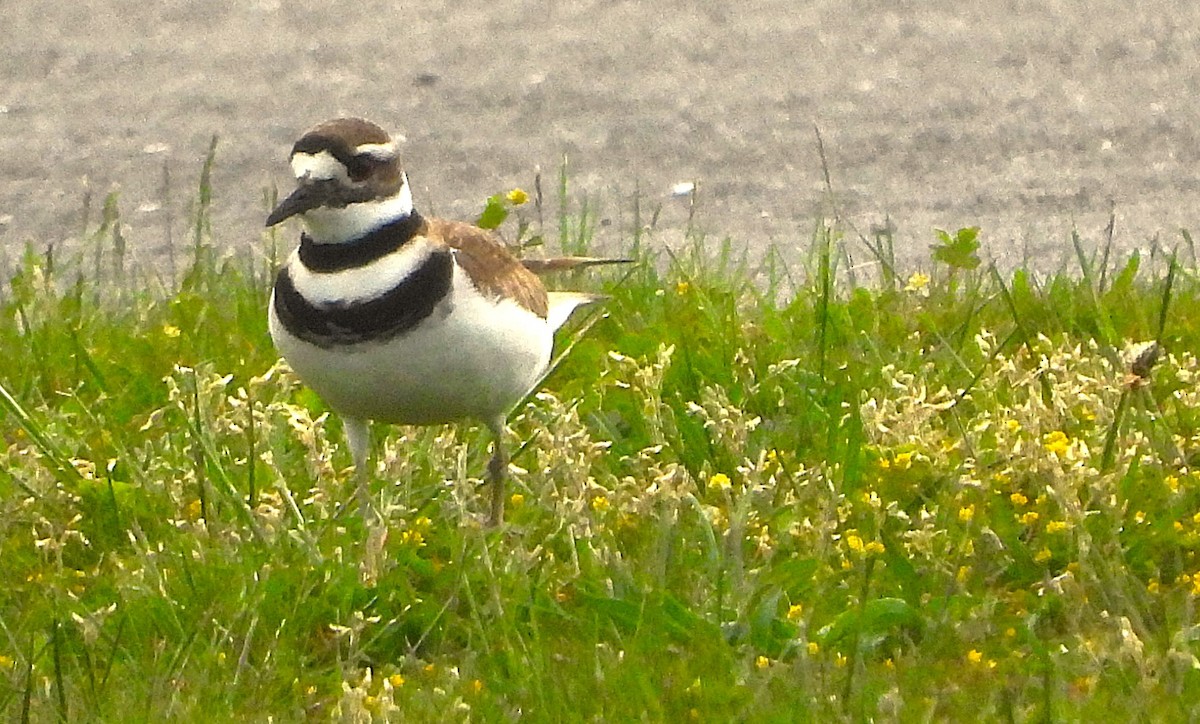 Killdeer - ML636124040