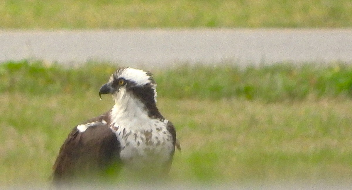 Osprey - ML636124048