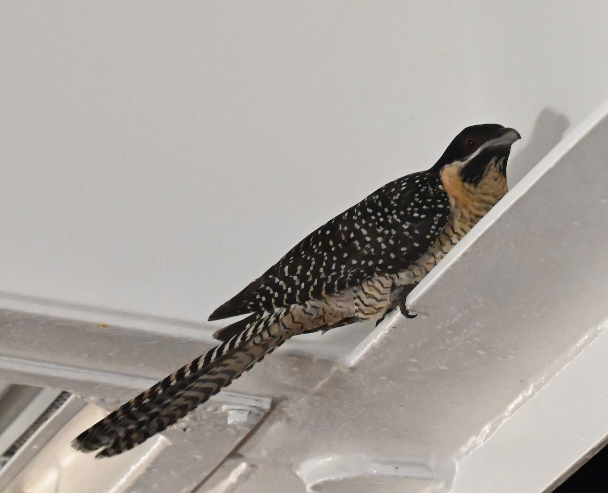 Pacific Koel (Australian) - ML636124063