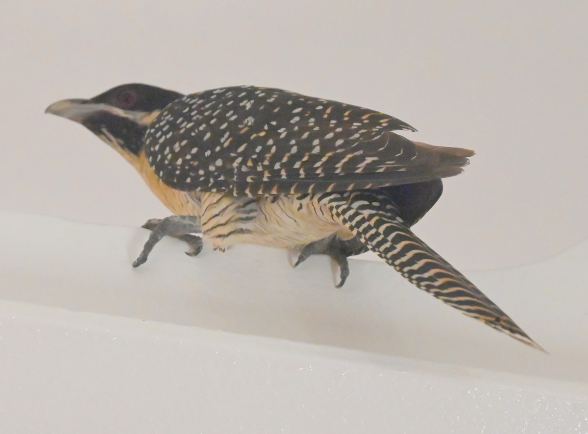 Pacific Koel (Australian) - ML636124064