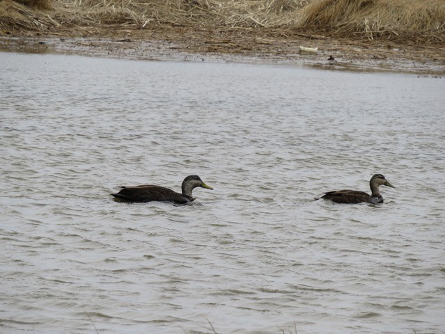 American Black Duck - ML636124084