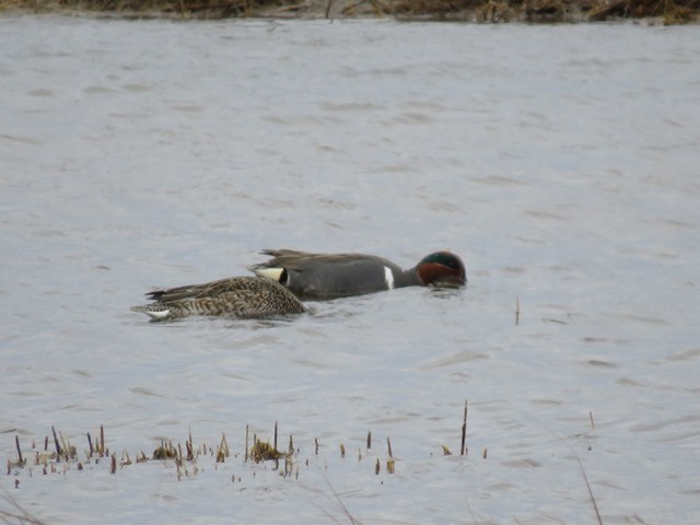 Green-winged Teal - ML636124103
