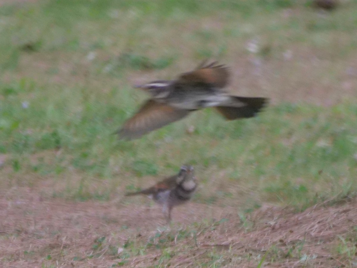 Dusky Thrush - ML636124107