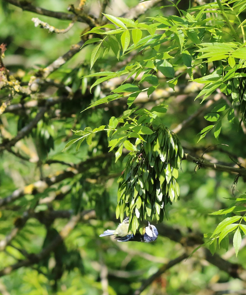 Лазоревка - ML636124111