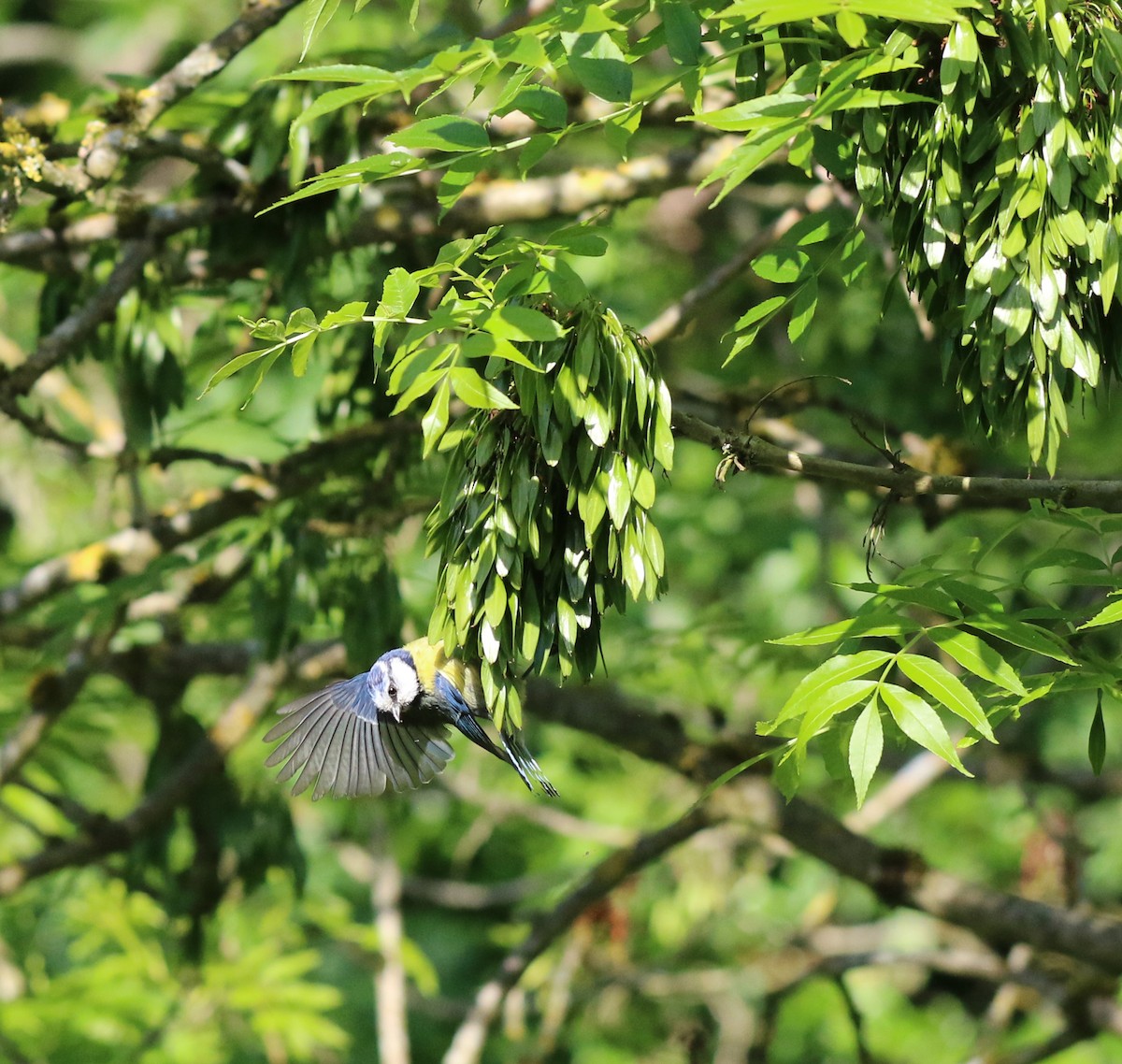 Лазоревка - ML636124112